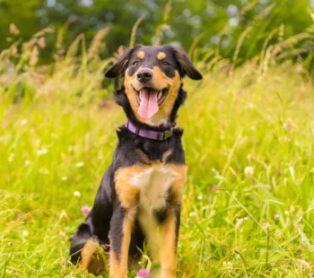 Pet Drugs Online
