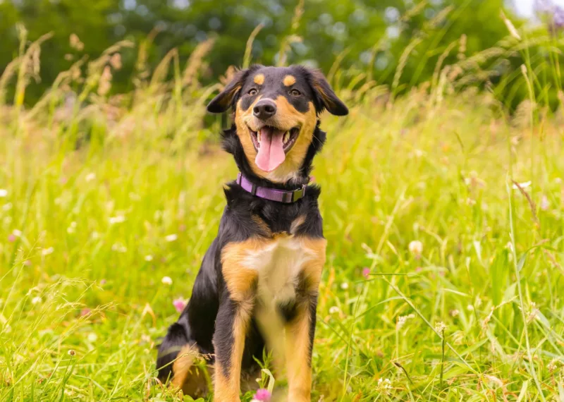 Pet Drugs Online