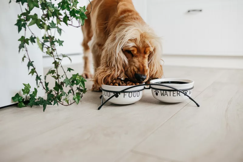 English cocker spaniel dog eating food from cerami 2026 01 05 06 03 25 utc