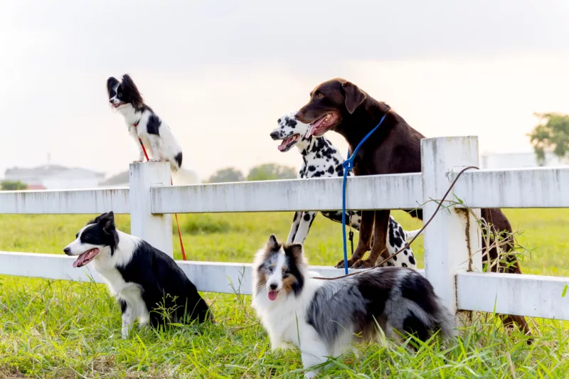Group of dogs